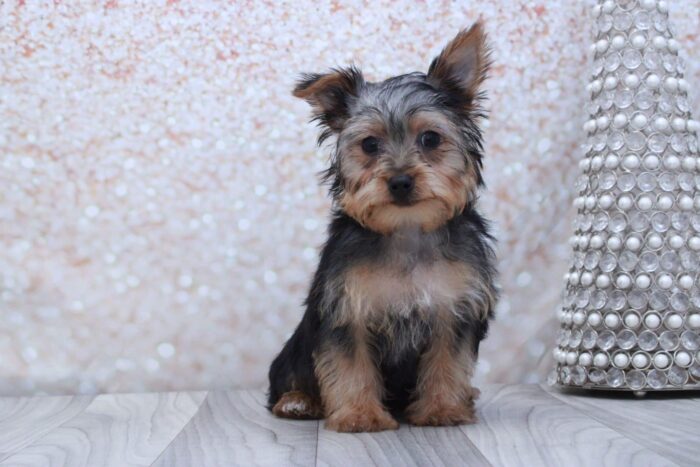 Mug- Cutest AKC Male Yorkie Puppy