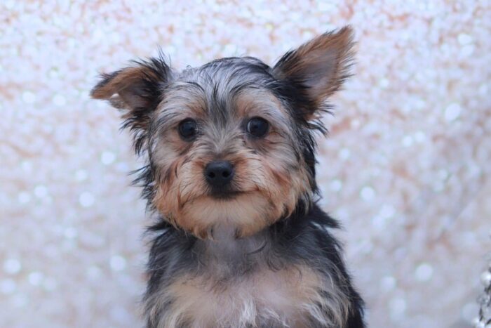 Mug- Cutest AKC Male Yorkie Puppy - Image 2