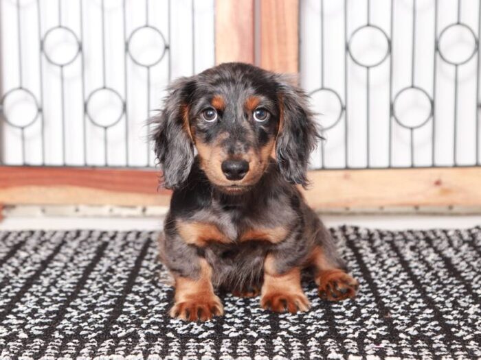 Murphy- Sweet ACA Male Grey Dapple Dachshund Puppy - Image 2