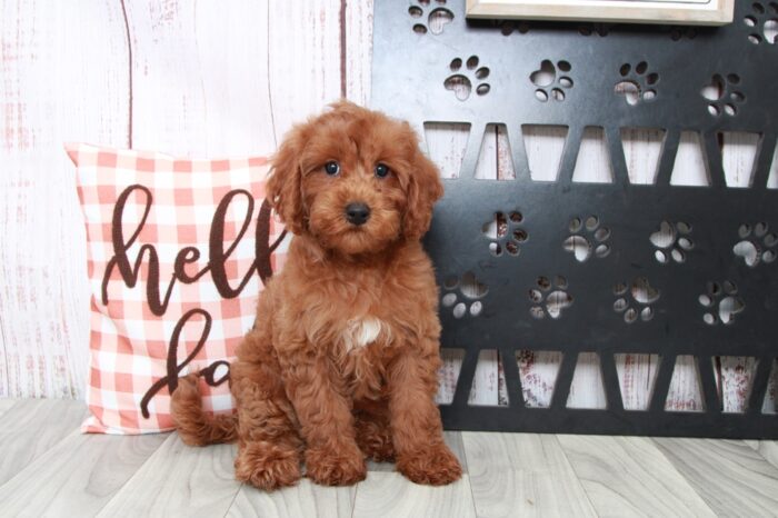 Myers - Fun Male Cavapoo Puppy