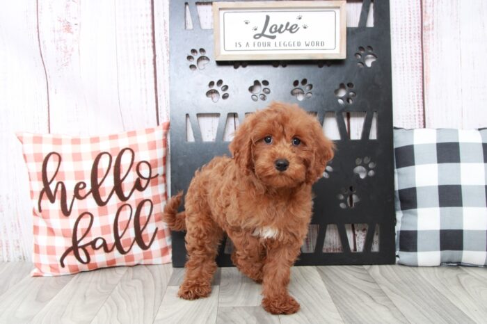 Myers - Fun Male Cavapoo Puppy - Image 5