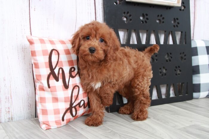 Myers - Fun Male Cavapoo Puppy - Image 4