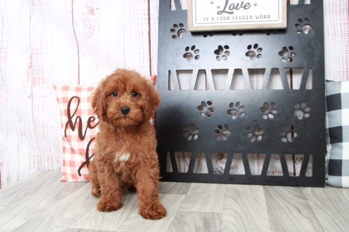 Myers - Fun Male Cavapoo Puppy - Image 3