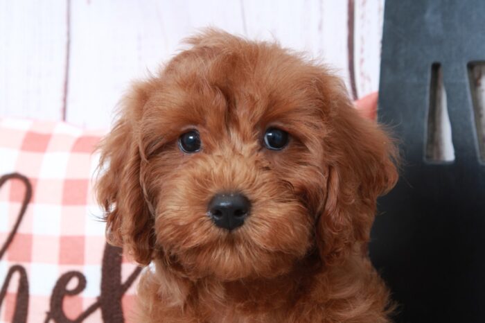 Myers - Fun Male Cavapoo Puppy - Image 2