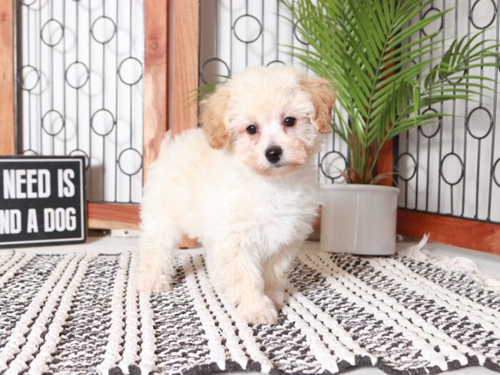 Nancy- Darling Little Apricot Female Poochon Puppy