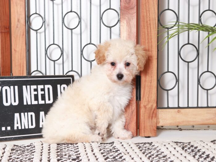 Nancy- Darling Little Apricot Female Poochon Puppy - Image 2