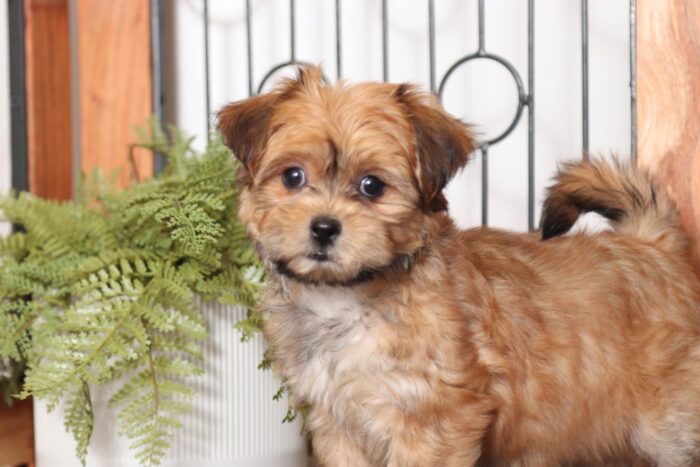 Nancy - Stunning Female Shorkie Puppy - Image 2