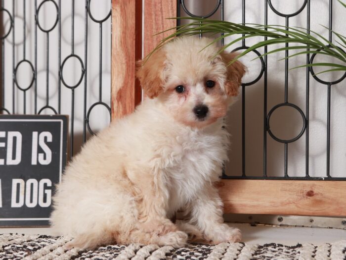 Nancy- Darling Little Apricot Female Poochon Puppy - Image 3