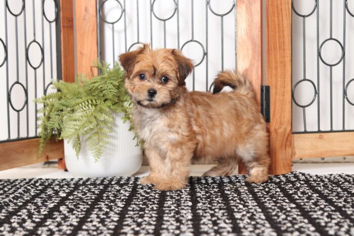 Nancy - Stunning Female Shorkie Puppy - Image 3