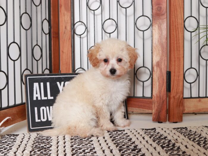 Nancy- Darling Little Apricot Female Poochon Puppy - Image 4