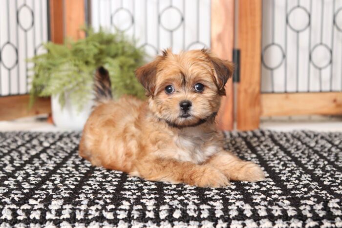 Nancy - Stunning Female Shorkie Puppy - Image 4