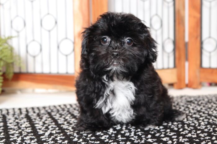 Neil- Sweetest Little Male Shih-Poo Puppy