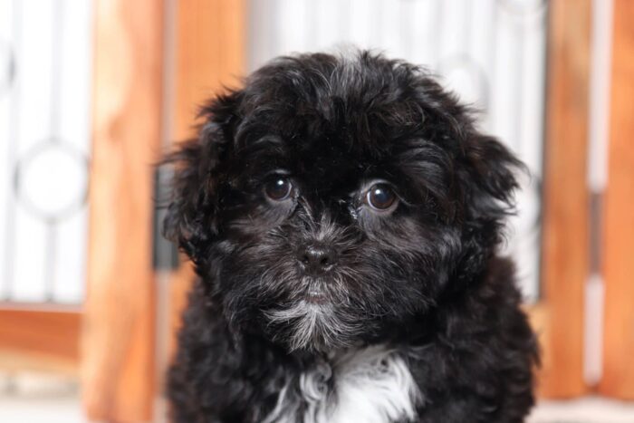 Neil- Sweetest Little Male Shih-Poo Puppy - Image 2