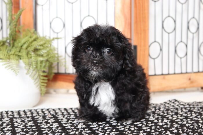 Neil- Sweetest Little Male Shih-Poo Puppy - Image 3