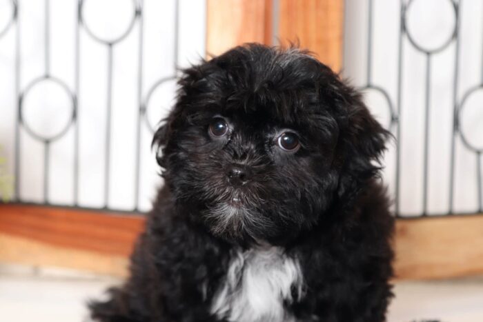 Neil- Sweetest Little Male Shih-Poo Puppy - Image 4