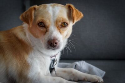 Jack Russell Chihuahua