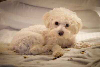 A Bichon Frise lying on a blanket