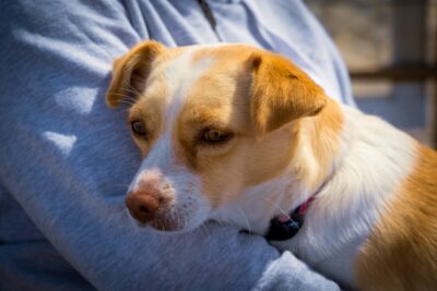 JackChi (Chihuahua x Jack Russel Terrier)