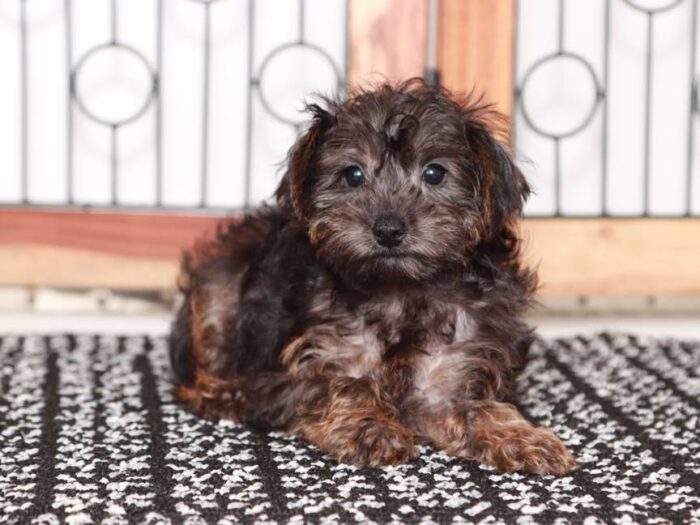 Nico- Dapper black Male Yorkie-Poo Puppy - Image 4