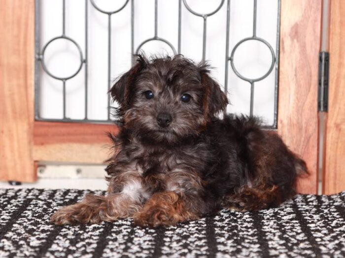 Nico- Dapper black Male Yorkie-Poo Puppy