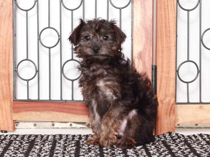 Nico- Dapper black Male Yorkie-Poo Puppy - Image 2