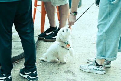 Owner with Bichon Frise dog outside