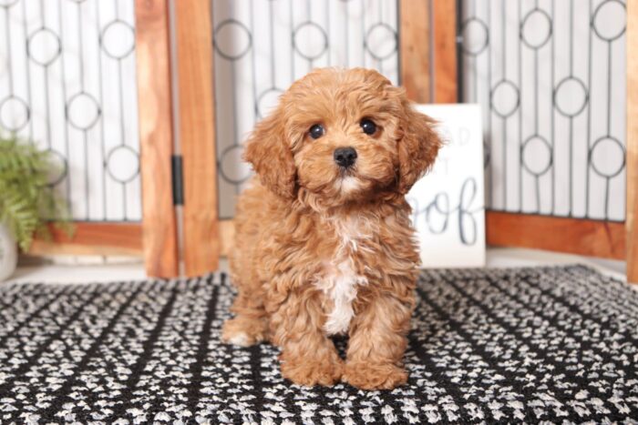 Noel - Super Female Cavapoochon Puppy - Image 3