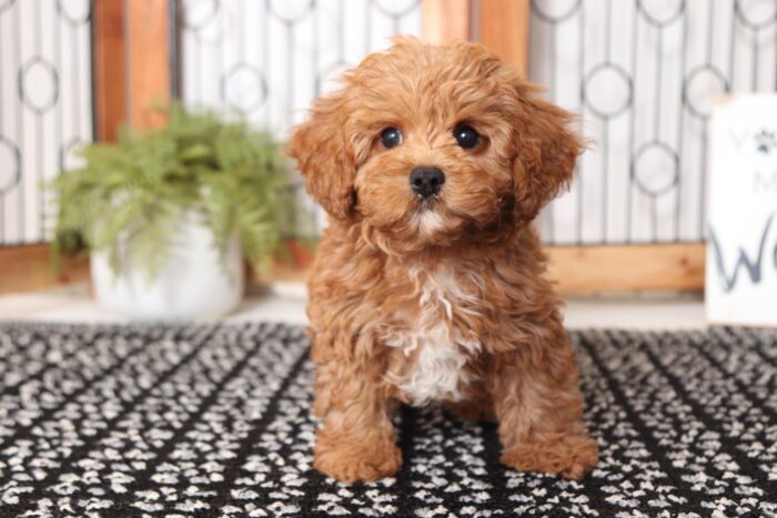 Noel - Super Female Cavapoochon Puppy - Image 4