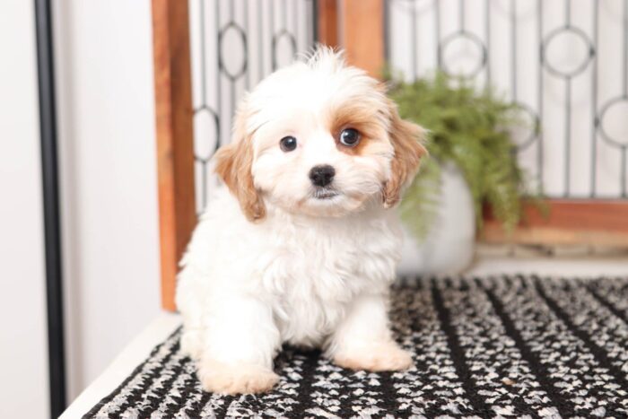 Norma  - Darling Female Cavapoochon Puppy - Image 3