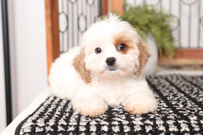 Norma  - Darling Female Cavapoochon Puppy - Image 4