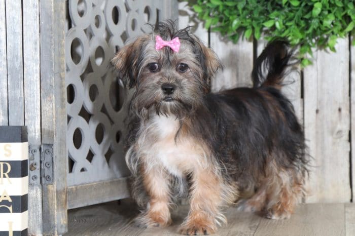 Nutmeg - Sweet Little Female Malti-Poo Puppy