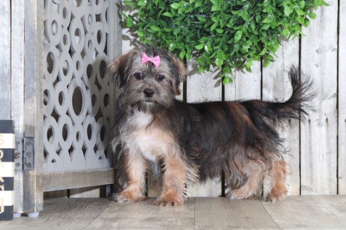 Nutmeg - Sweet Little Female Malti-Poo Puppy - Image 2