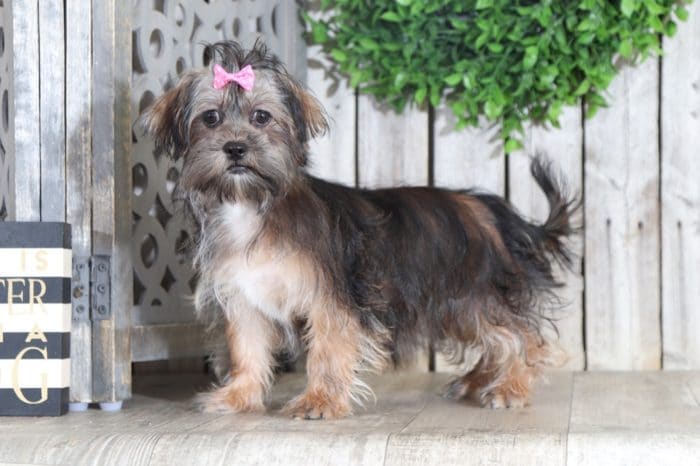 Nutmeg - Sweet Little Female Malti-Poo Puppy - Image 3