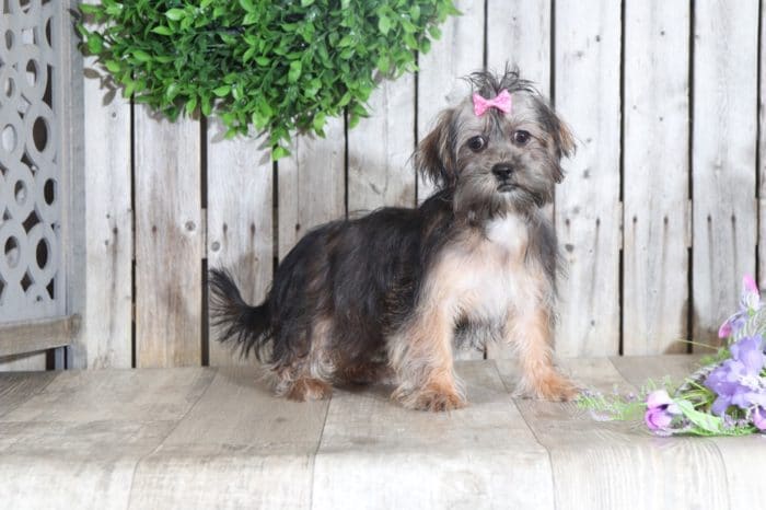 Nutmeg - Sweet Little Female Malti-Poo Puppy - Image 4