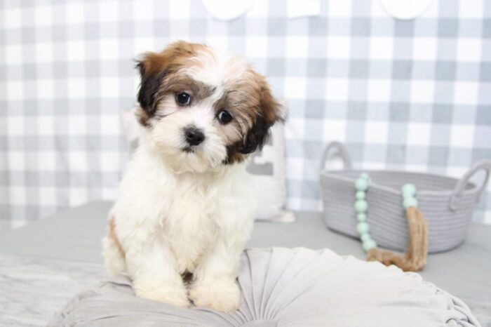 Oakley- Intelligent Brown/White Female Malshi Puppy - Image 4