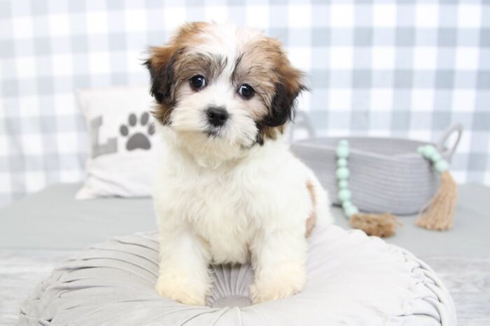 Oakley- Intelligent Brown/White Female Malshi Puppy