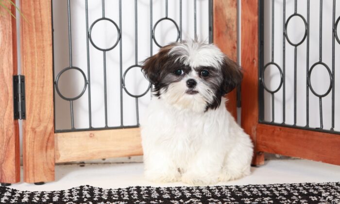 Olivia - Cute Little ACA Female Shih Tzu Puppy