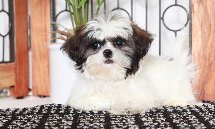 Olivia - Cute Little ACA Female Shih Tzu Puppy - Image 2