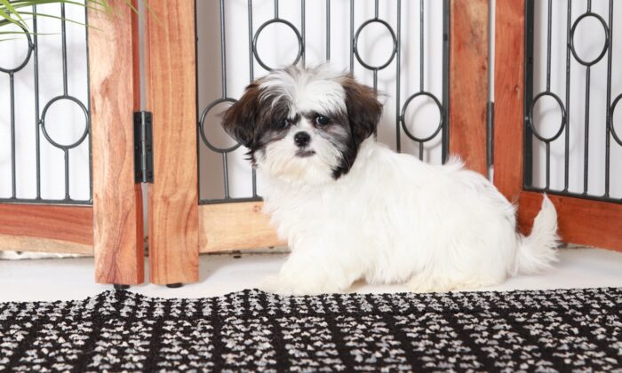 Olivia - Cute Little ACA Female Shih Tzu Puppy - Image 3