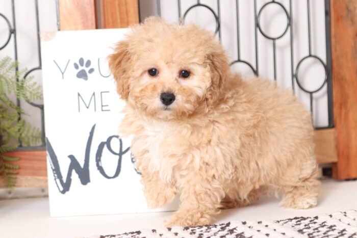 Opal- Bouncy Little AKC Female Toy Poodle Puppy - Image 5