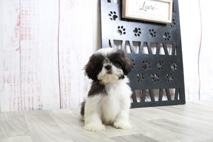 Opal - Devoted ACA Tri Female Shih-Tzu Puppy - Image 6