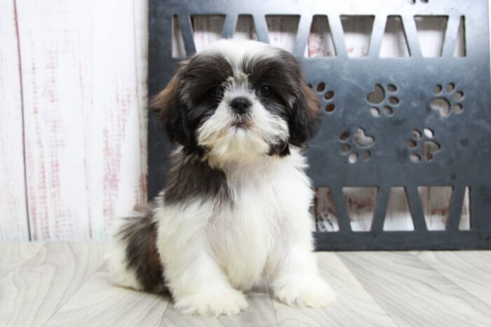 Opal - Devoted ACA Tri Female Shih-Tzu Puppy - Image 5