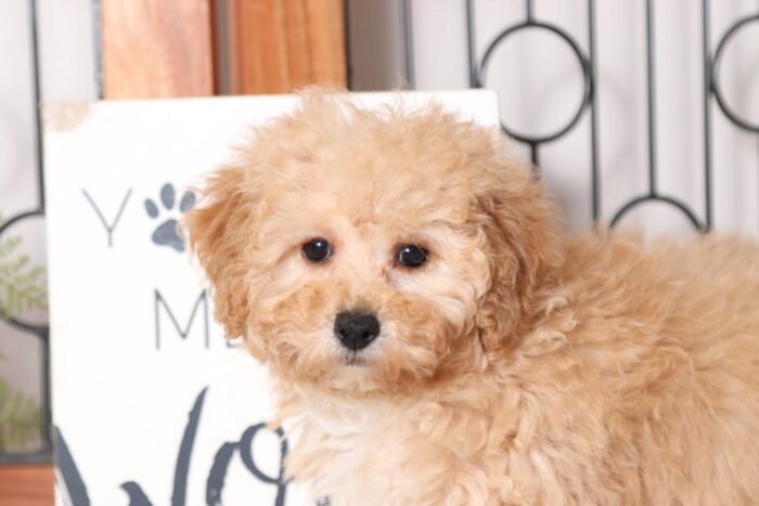 Opal- Bouncy Little AKC Female Toy Poodle Puppy - Image 2