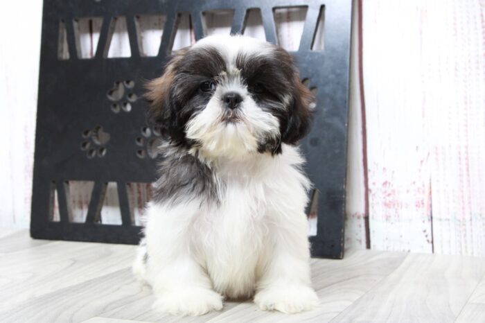 Opal - Devoted ACA Tri Female Shih-Tzu Puppy - Image 4