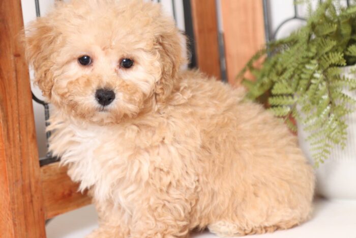 Opal- Bouncy Little AKC Female Toy Poodle Puppy - Image 4