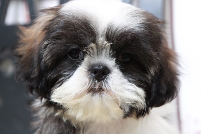 Opal - Devoted ACA Tri Female Shih-Tzu Puppy - Image 3