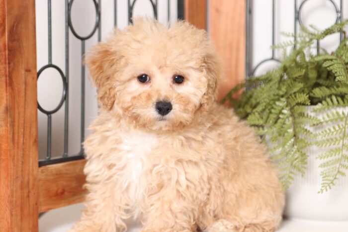 Opal- Bouncy Little AKC Female Toy Poodle Puppy