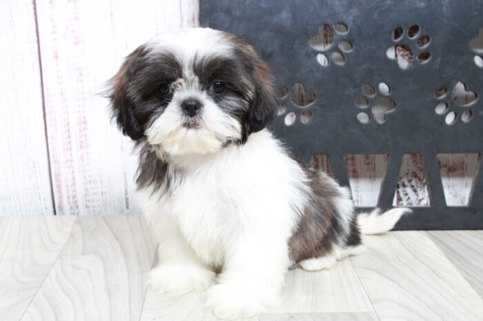 Opal - Devoted ACA Tri Female Shih-Tzu Puppy