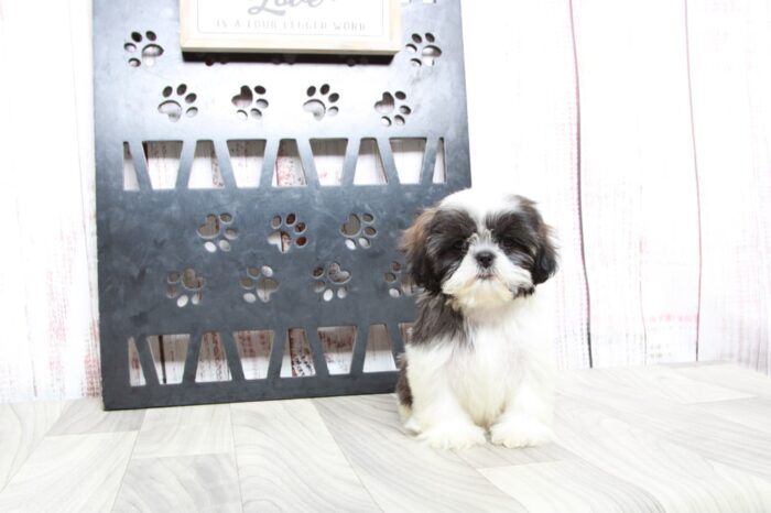 Opal - Devoted ACA Tri Female Shih-Tzu Puppy - Image 2