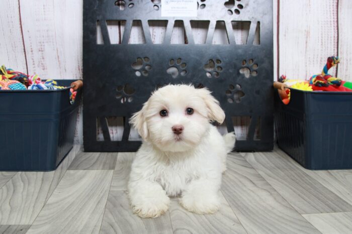 Otis - Enticing White Male Maltese Puppy - Image 6